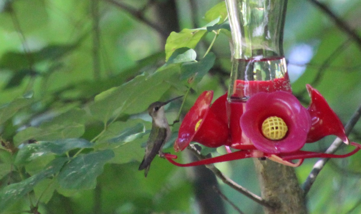 Ruby-throated Hummingbird - ML620854125
