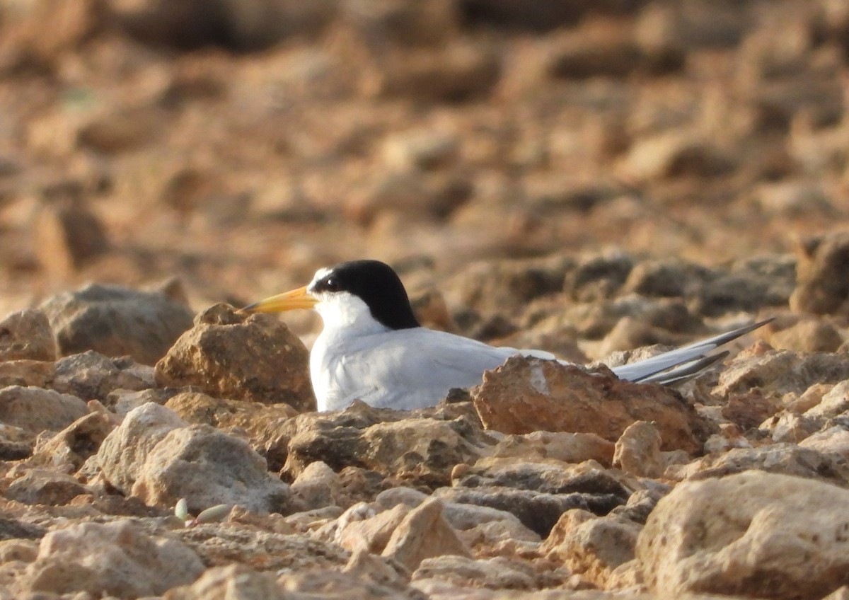 Least Tern - ML620854133