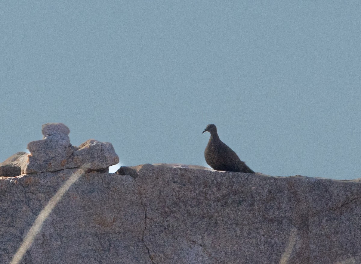 White-quilled Rock-Pigeon - ML620854151