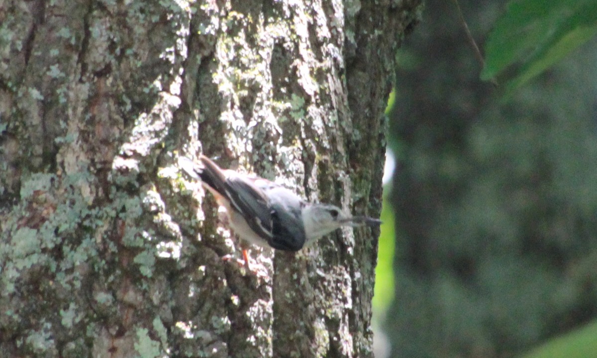 White-breasted Nuthatch - ML620854185