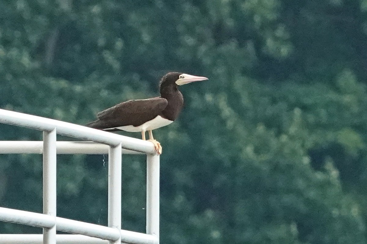 Brown Booby - ML620854190