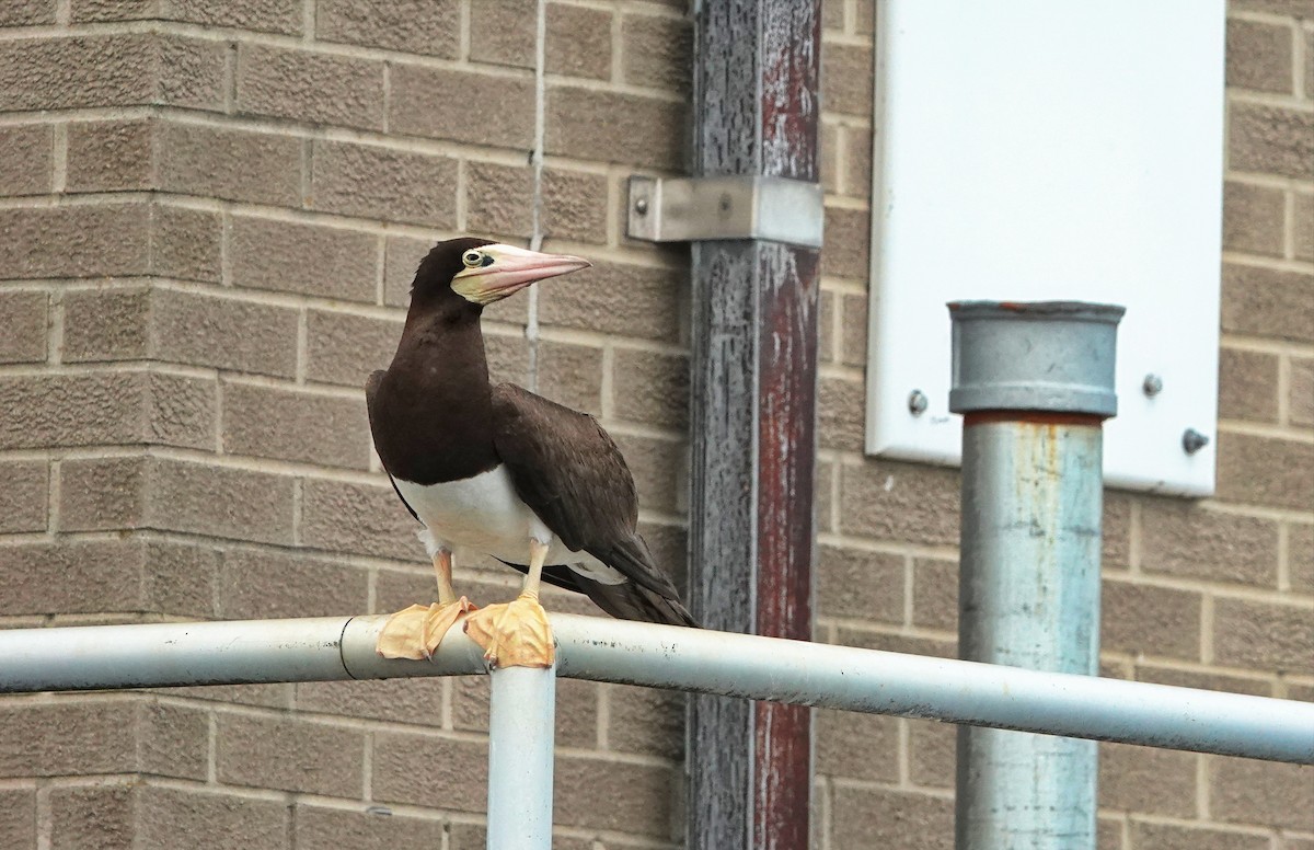 Brown Booby - ML620854192
