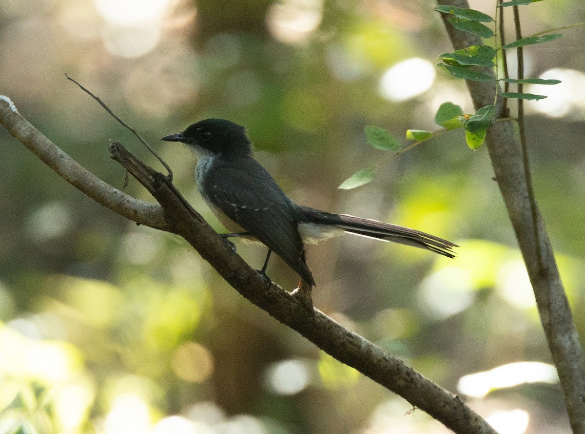 gråbrystviftestjert (rufiventris/pallidiceps) - ML620854195