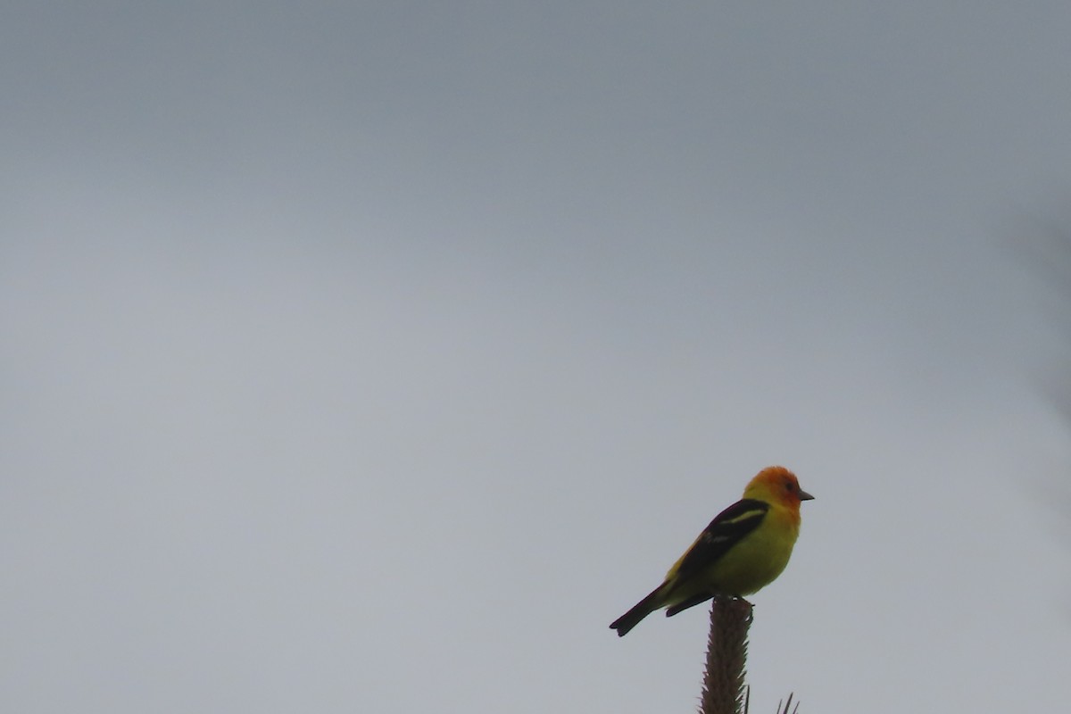 Western Tanager - ML620854221