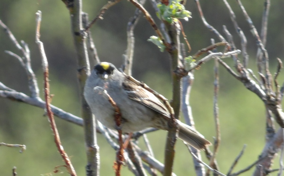 Golden-crowned Sparrow - ML620854222