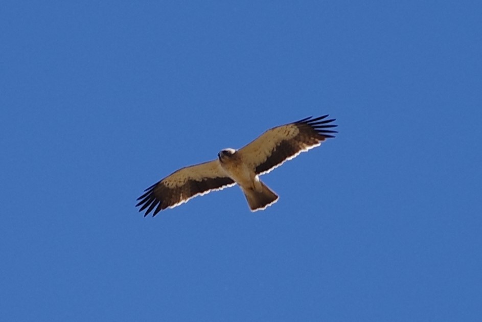 Booted Eagle - ML620854234