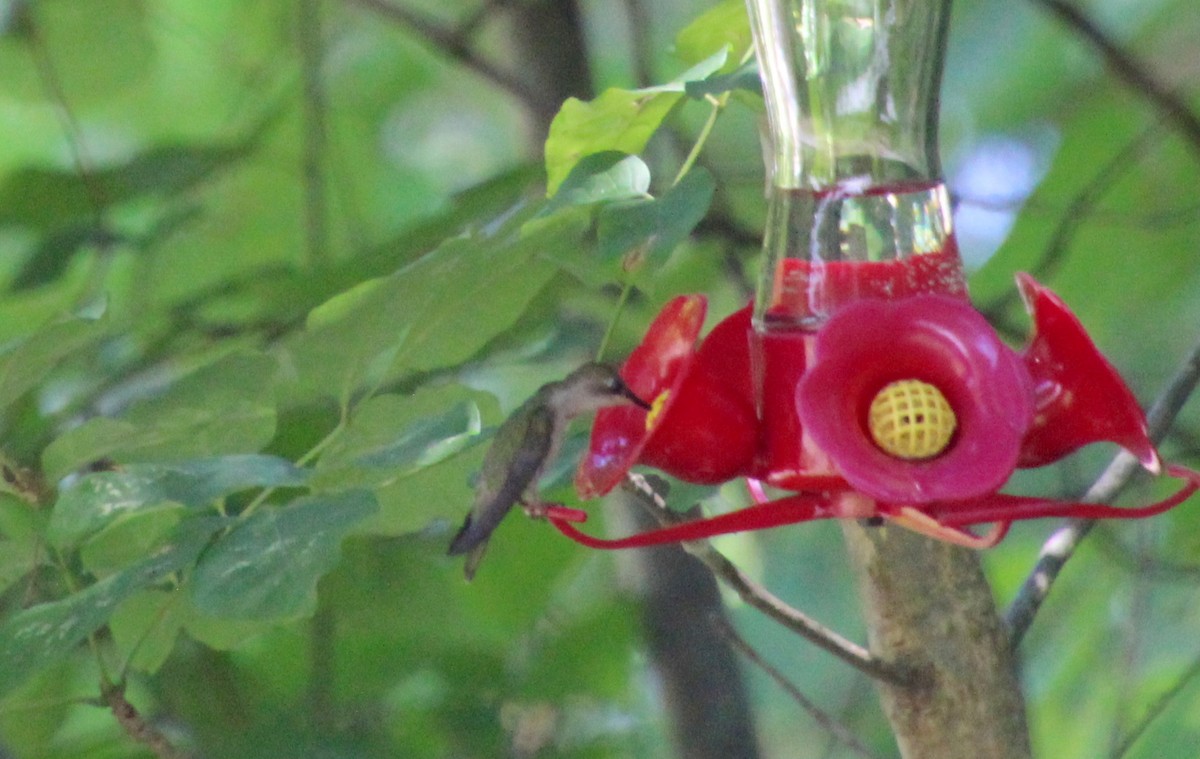 Ruby-throated Hummingbird - ML620854235