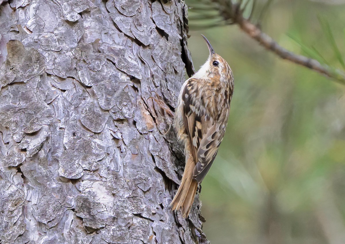 Short-toed Treecreeper - ML620854245