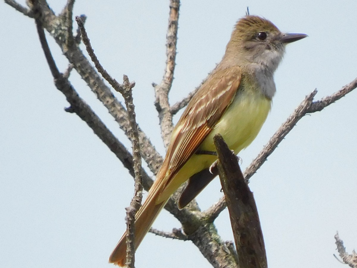 Great Crested Flycatcher - ML620854246