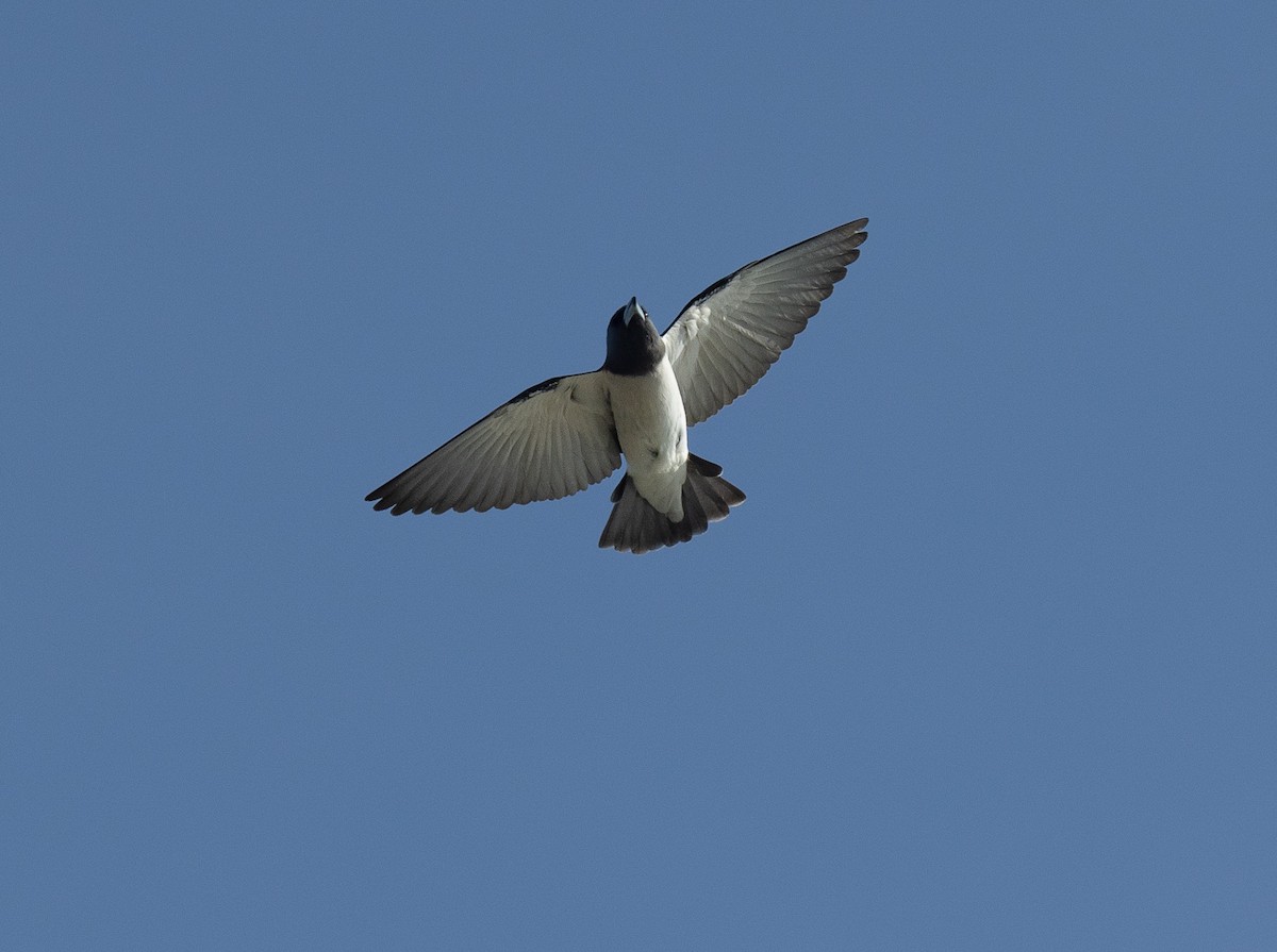 White-breasted Woodswallow - ML620854254