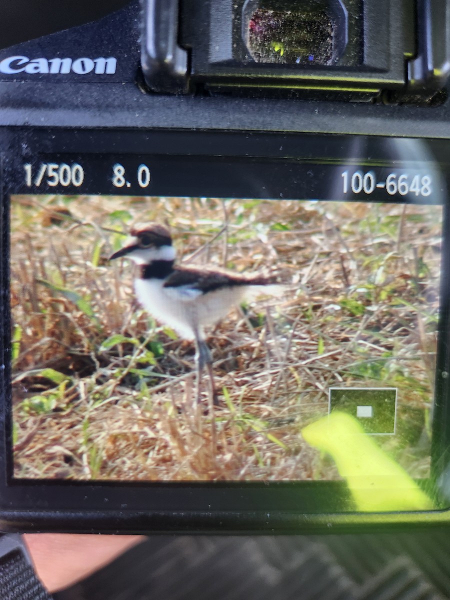 Killdeer - ML620854261