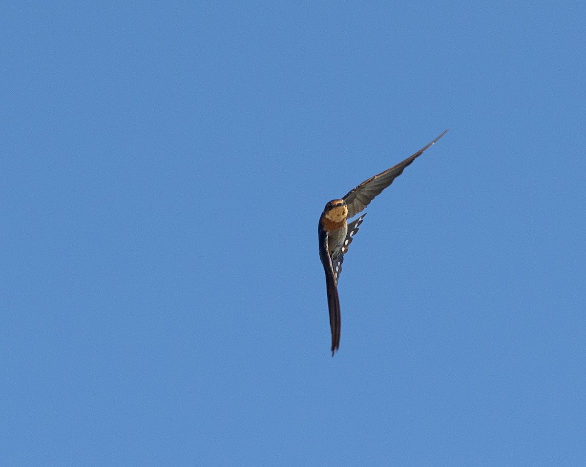 Pacific Swallow - ML620854269