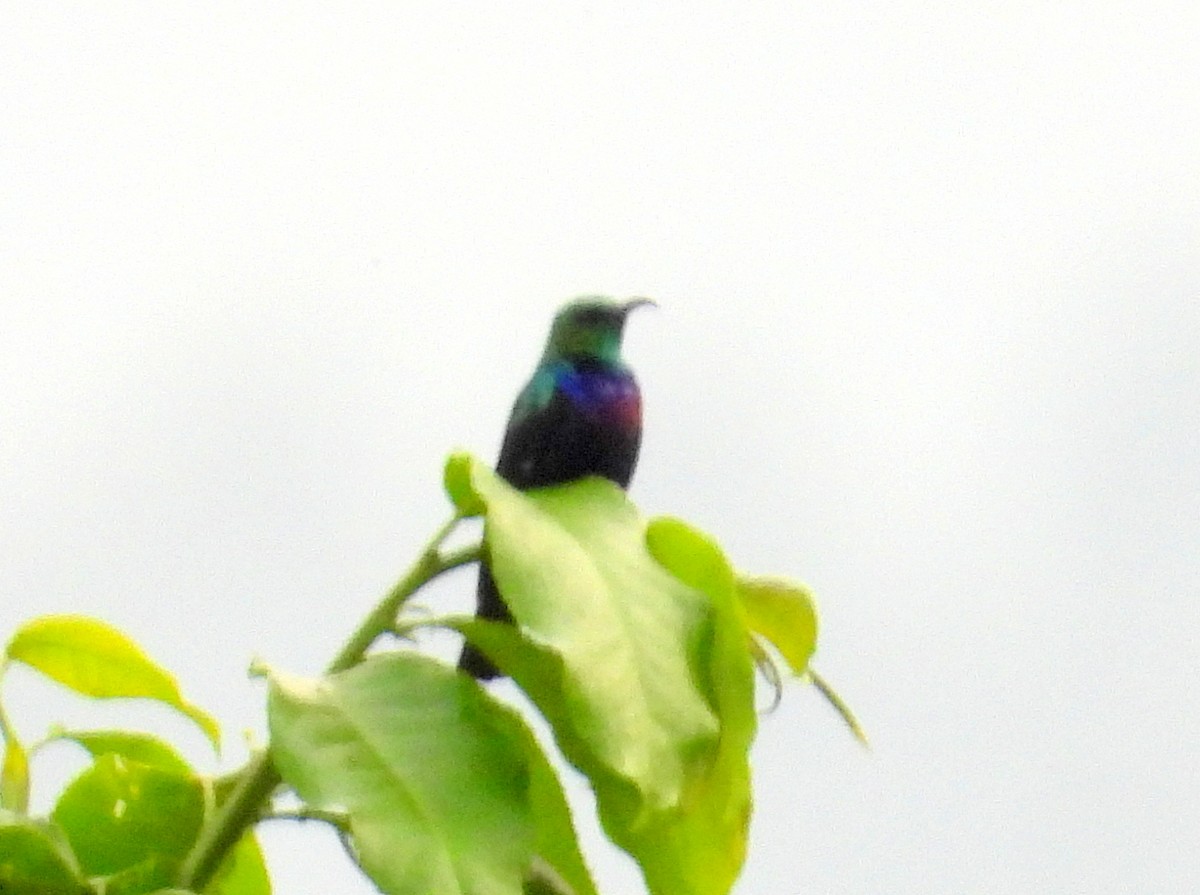 Purple-banded Sunbird - ML620854271