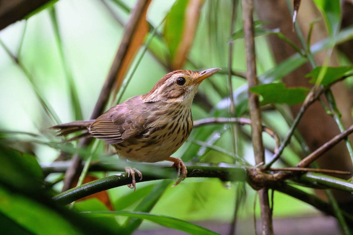 Puff-throated Babbler - David Southall