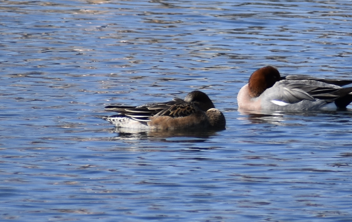American Wigeon - Dr. Wolverine
