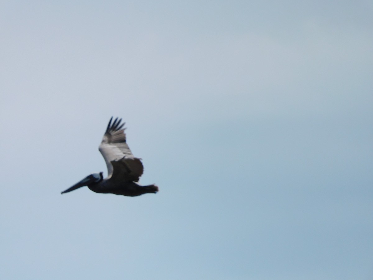 Brown Pelican - ML620854298