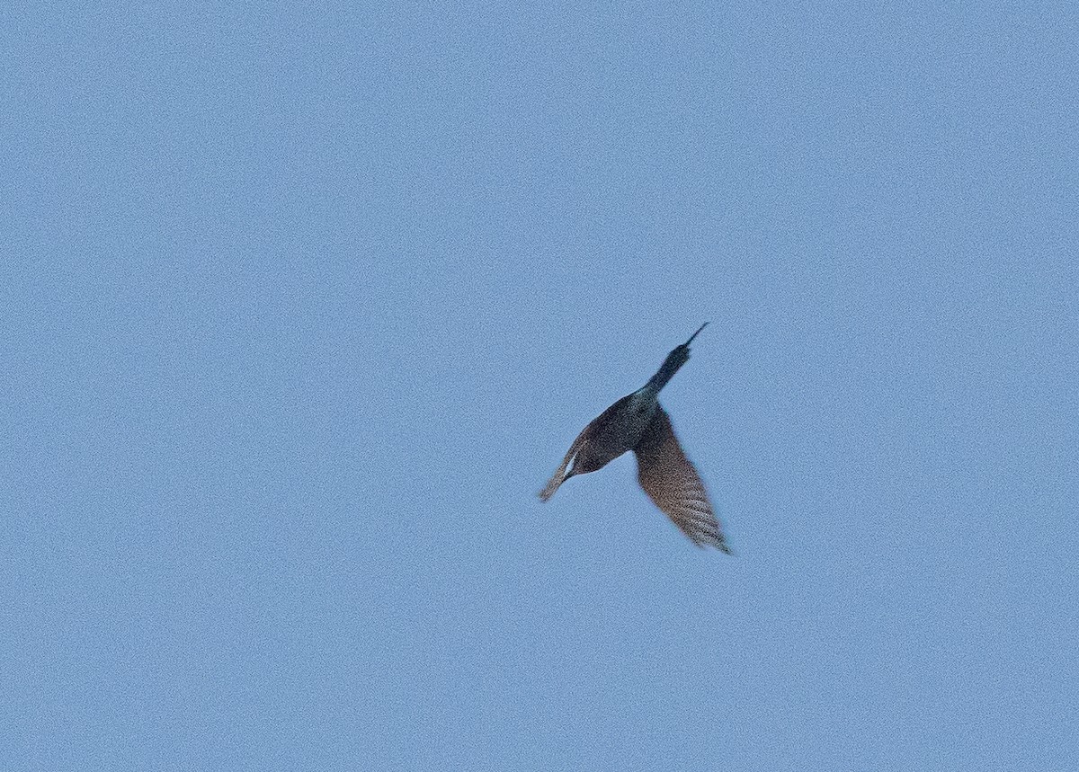 Blue-tailed Bee-eater - Santiago Imberti