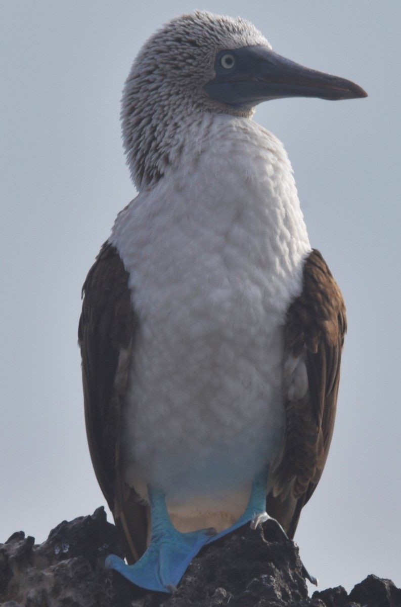 Blue-footed Booby - ML620854308