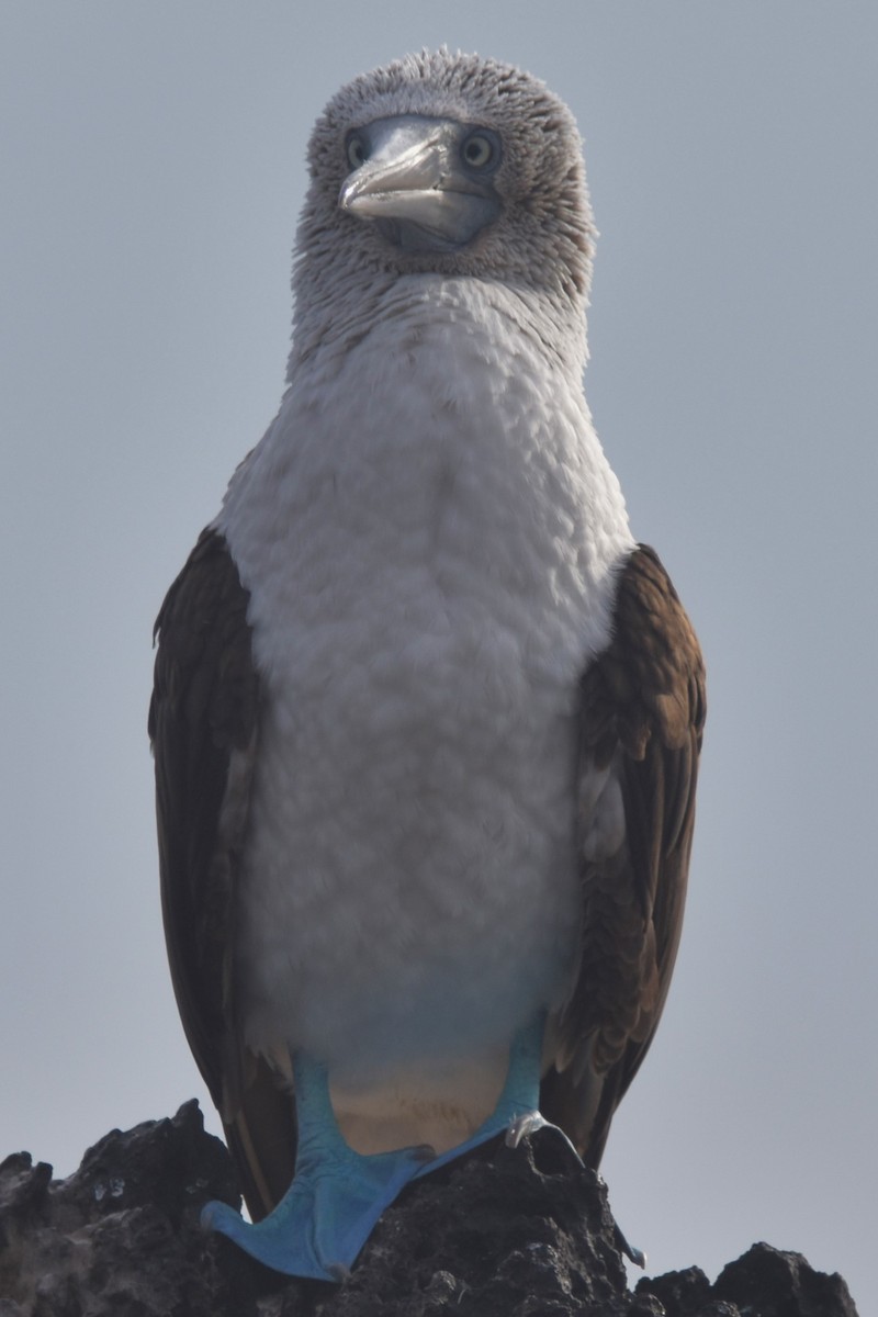 Blue-footed Booby - ML620854309