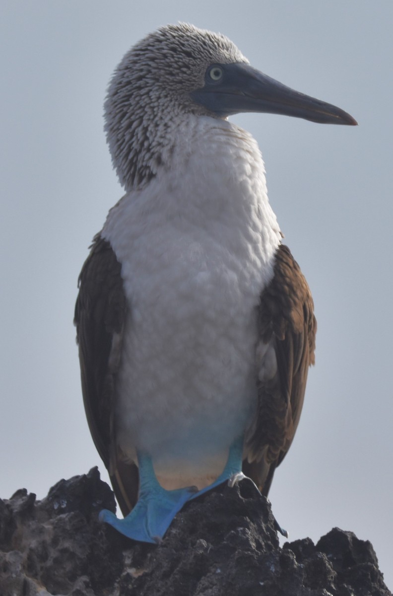 Blue-footed Booby - ML620854310
