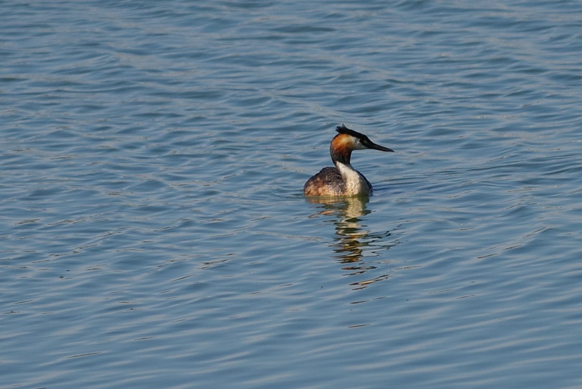 Great Crested Grebe - ML620854318