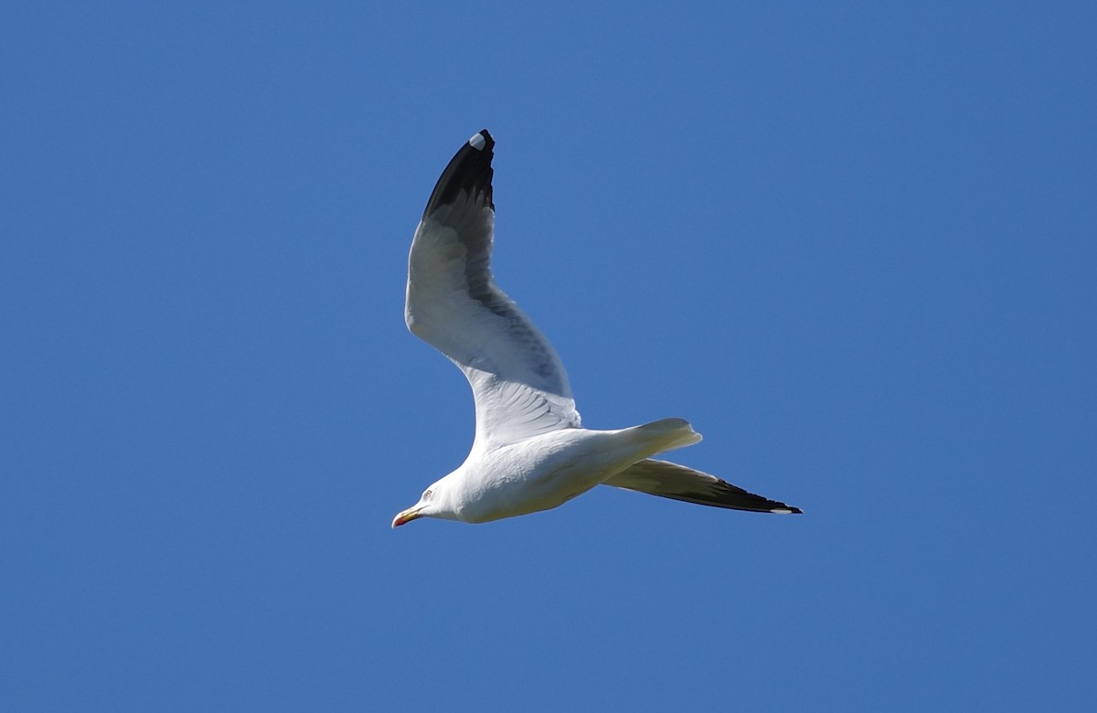 Yellow-legged Gull - Susan Howe