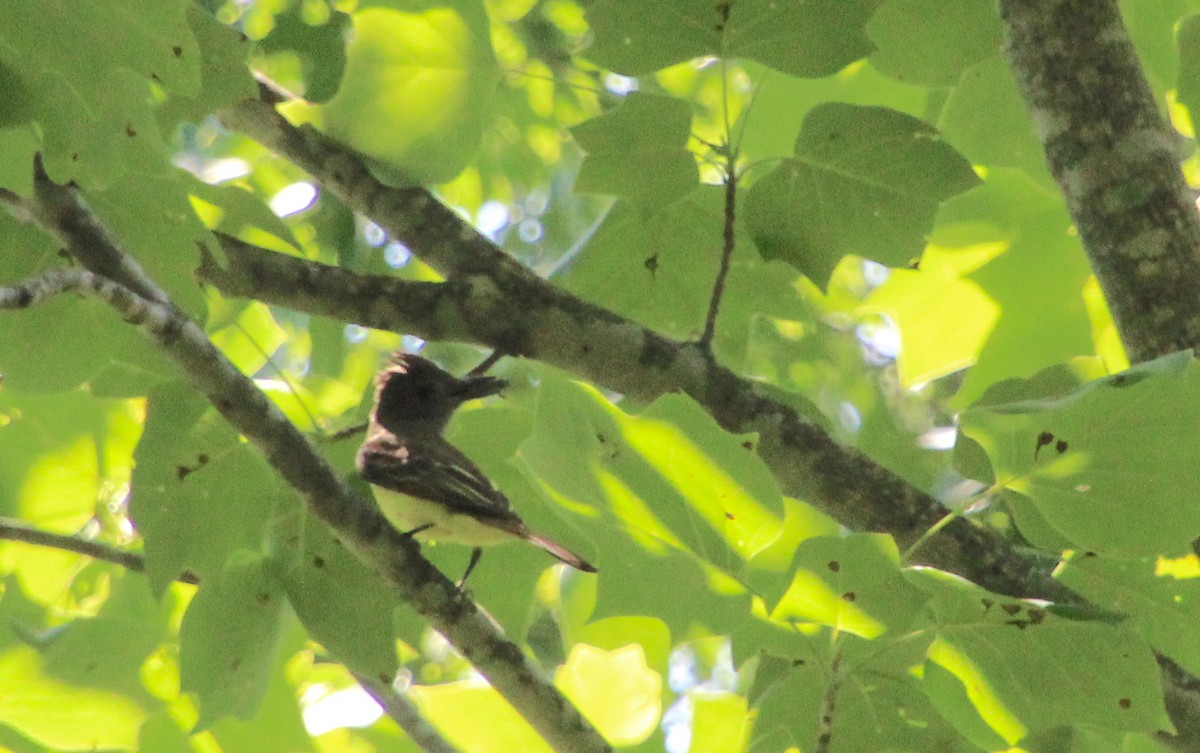 Great Crested Flycatcher - ML620854337