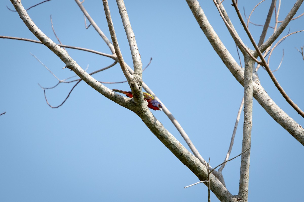 Painted Bunting - ML620854356