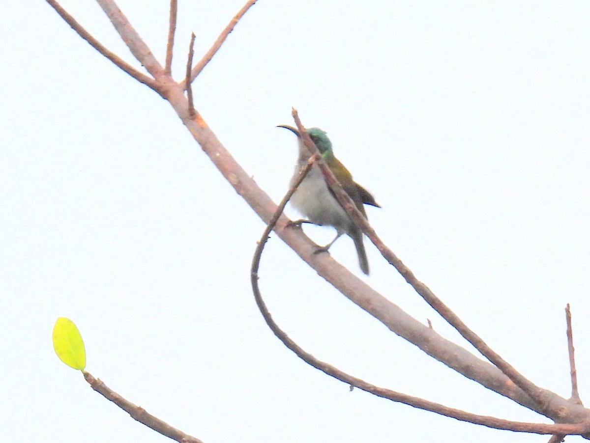 Green-headed Sunbird - ML620854378