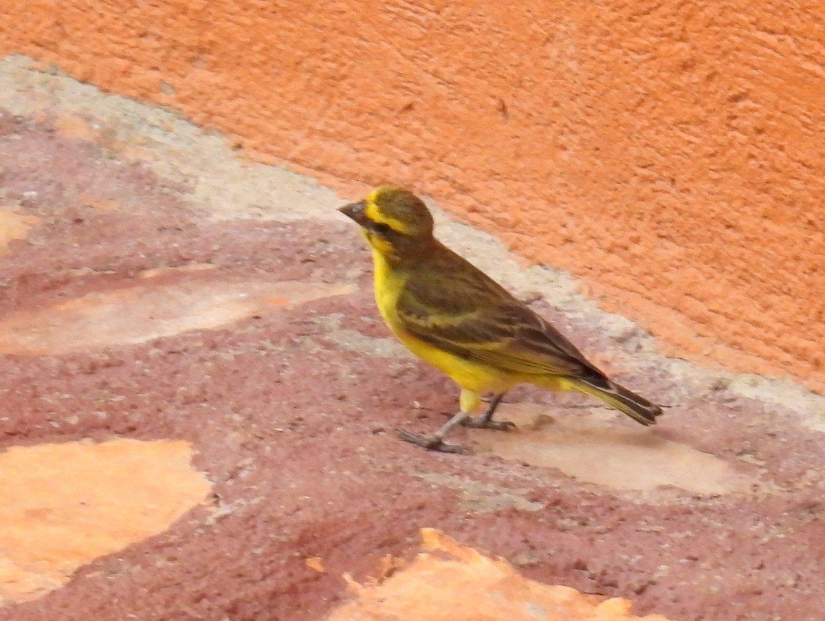 Yellow-fronted Canary - ML620854402