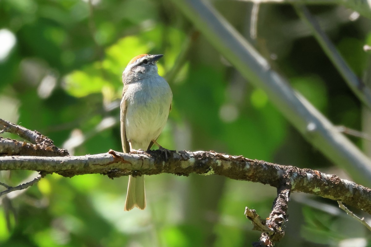 Chipping Sparrow - ML620854412