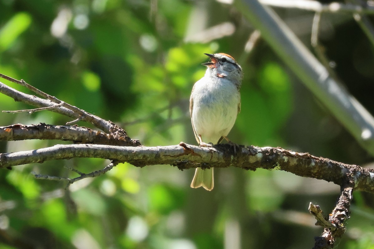 Chipping Sparrow - ML620854413