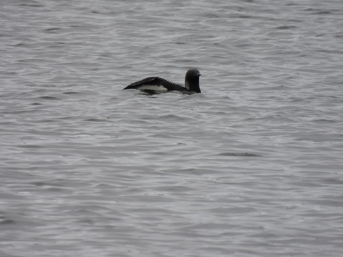 Pacific Loon - ML620854420