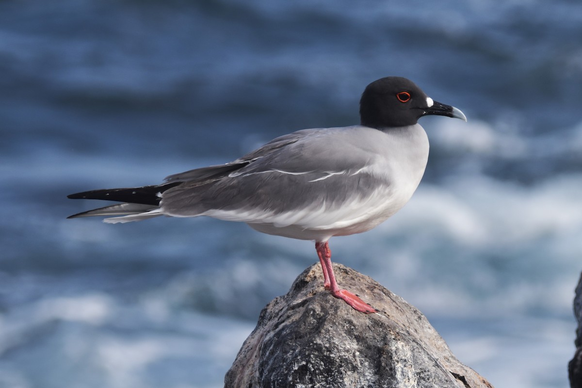 Swallow-tailed Gull - ML620854434