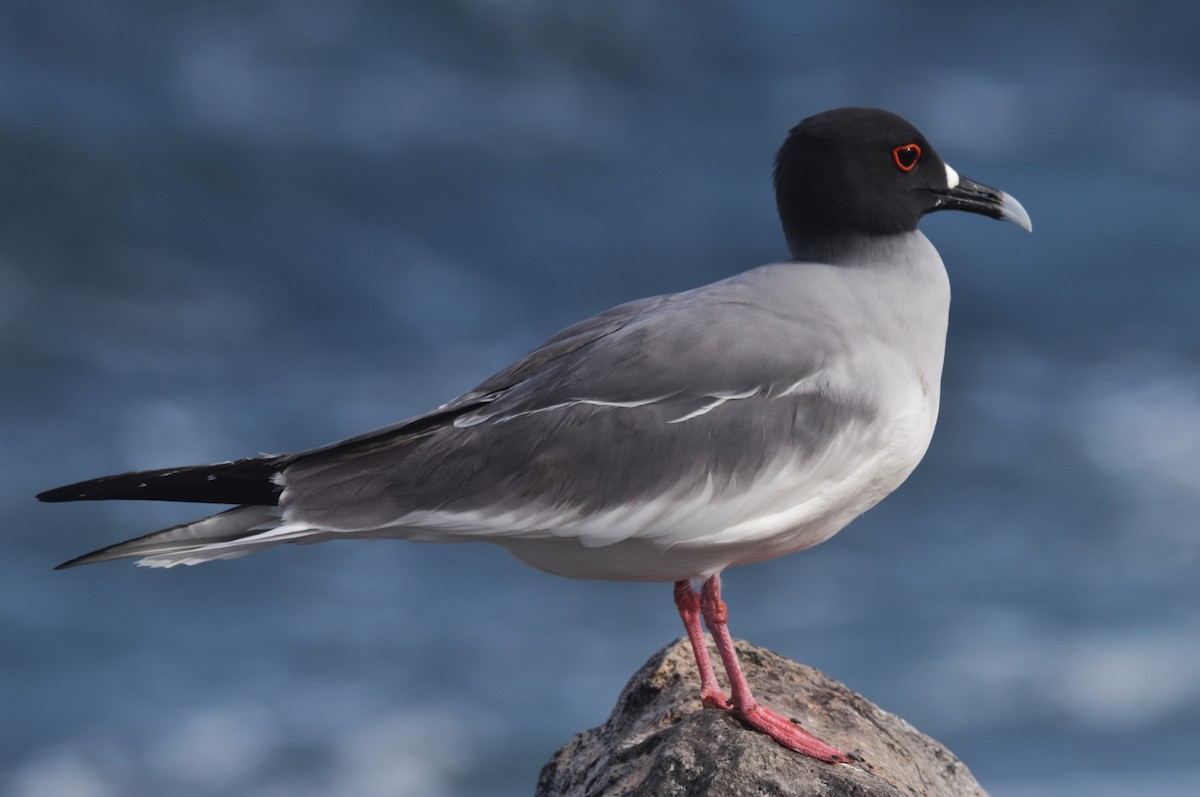Swallow-tailed Gull - Old Sam Peabody