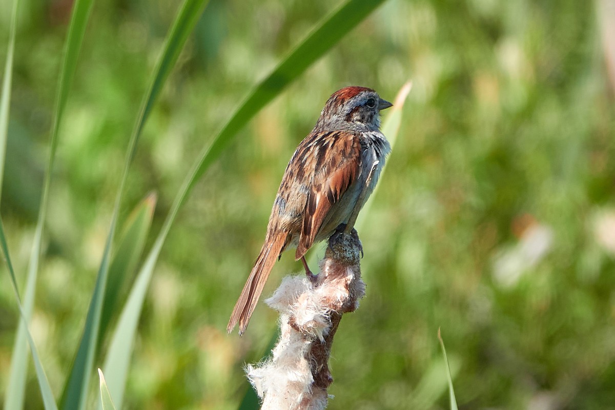 Swamp Sparrow - ML620854454