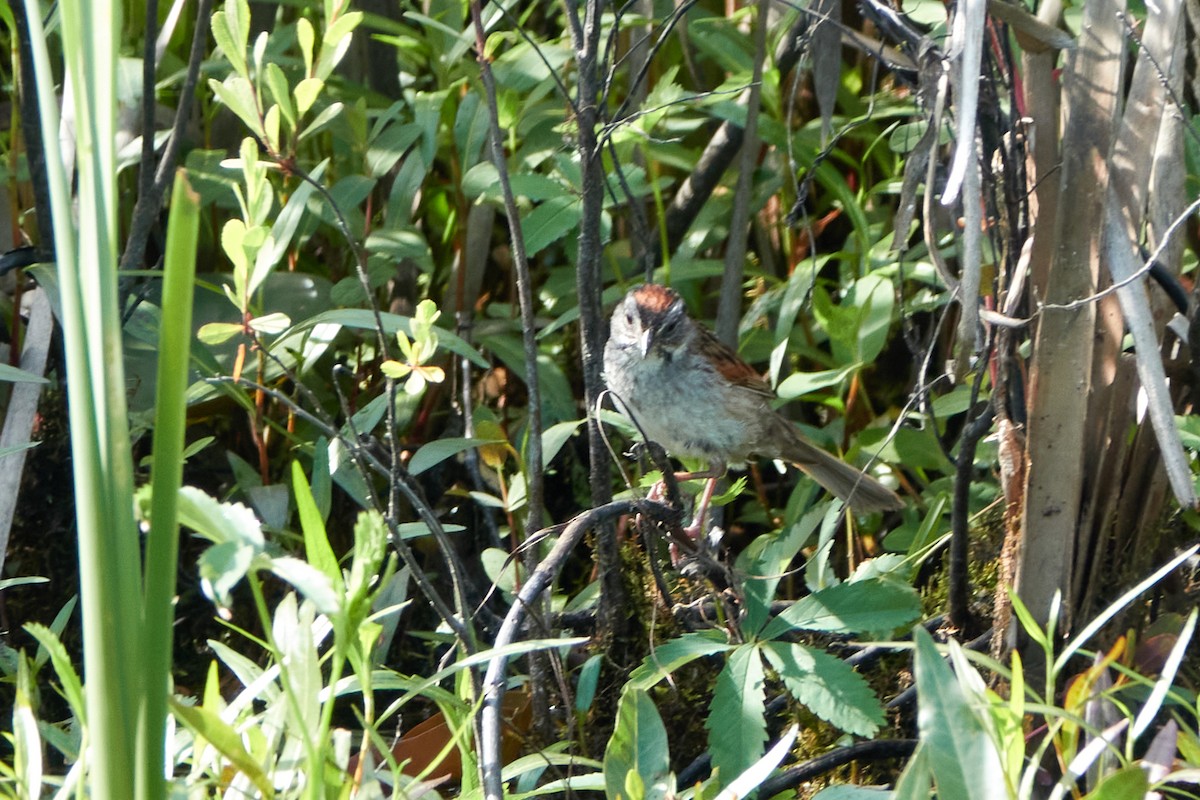 Swamp Sparrow - ML620854455