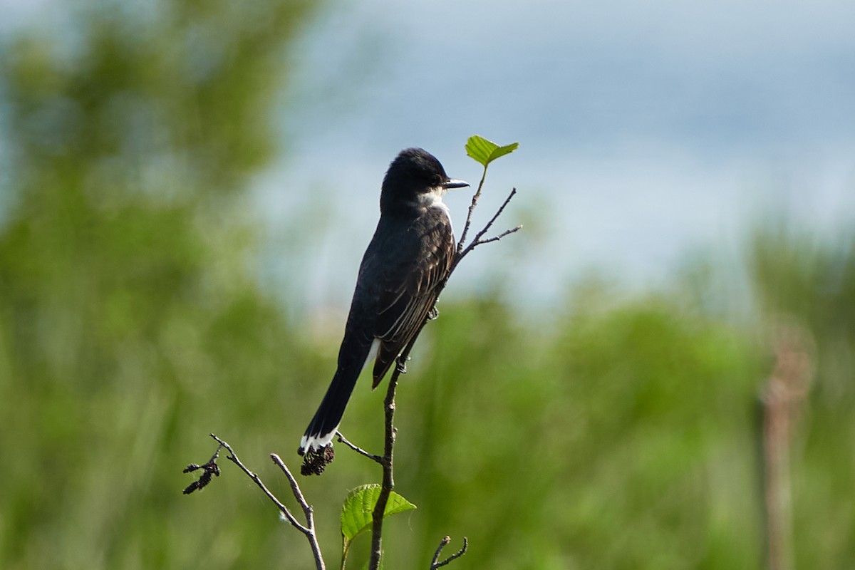 Eastern Kingbird - ML620854459