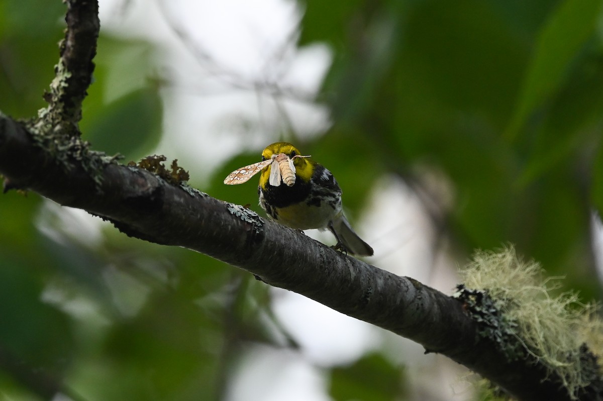 Black-throated Green Warbler - ML620854461