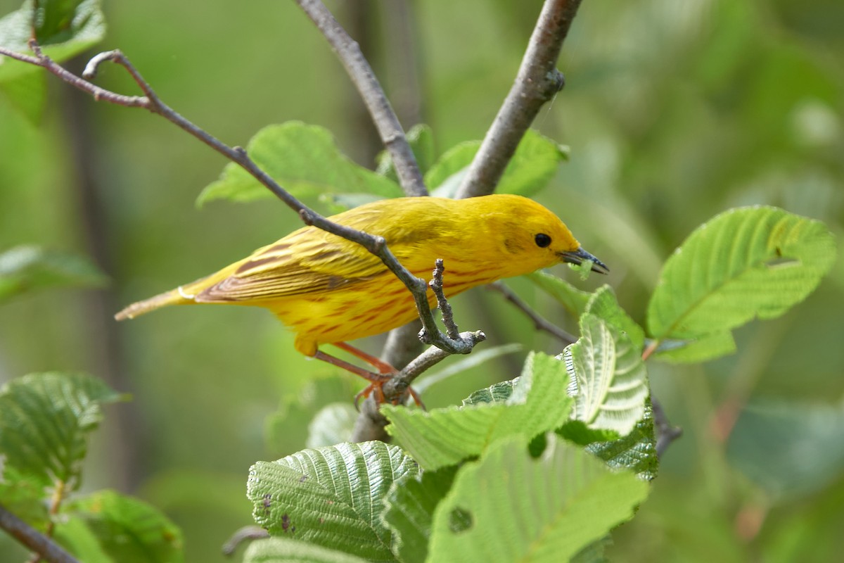 Yellow Warbler - ML620854462