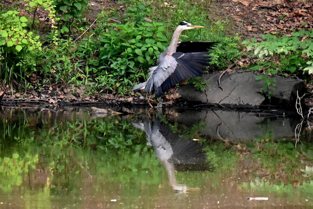 Garza Azulada - ML620854464