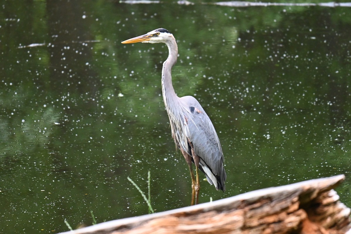 Great Blue Heron - ML620854465