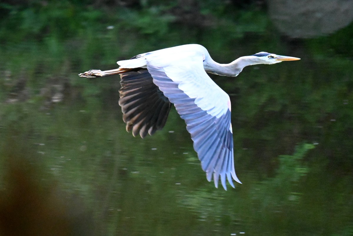 Great Blue Heron - ML620854466