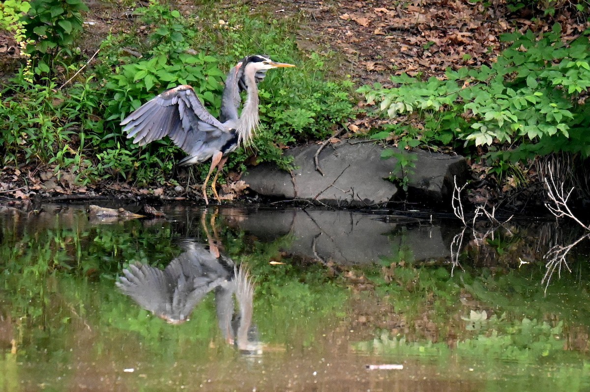 Great Blue Heron - ML620854468