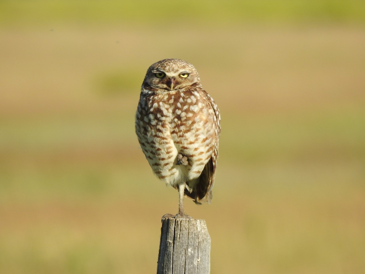 Burrowing Owl - ML620854475