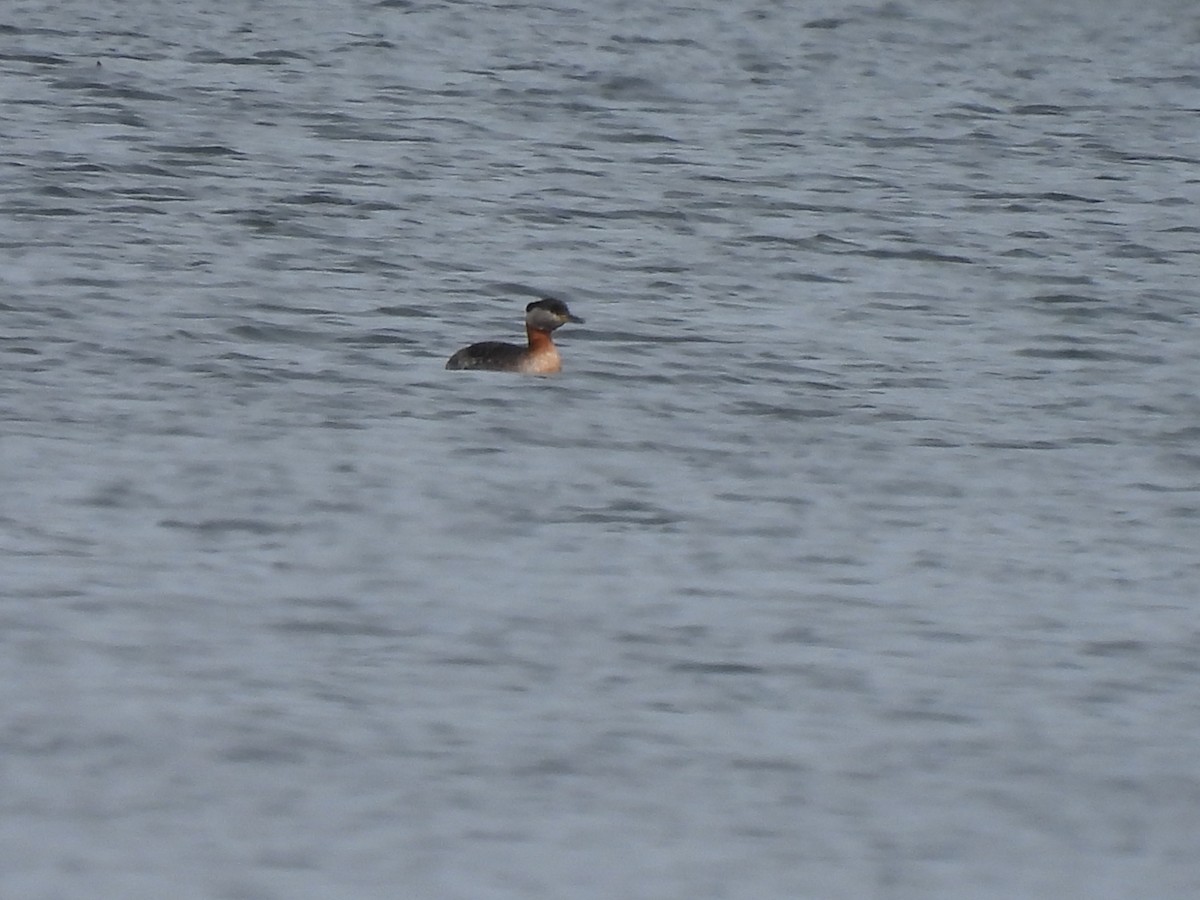 Red-necked Grebe - ML620854477