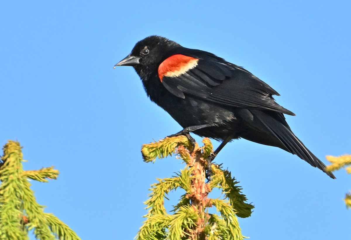 Red-winged Blackbird - ML620854479