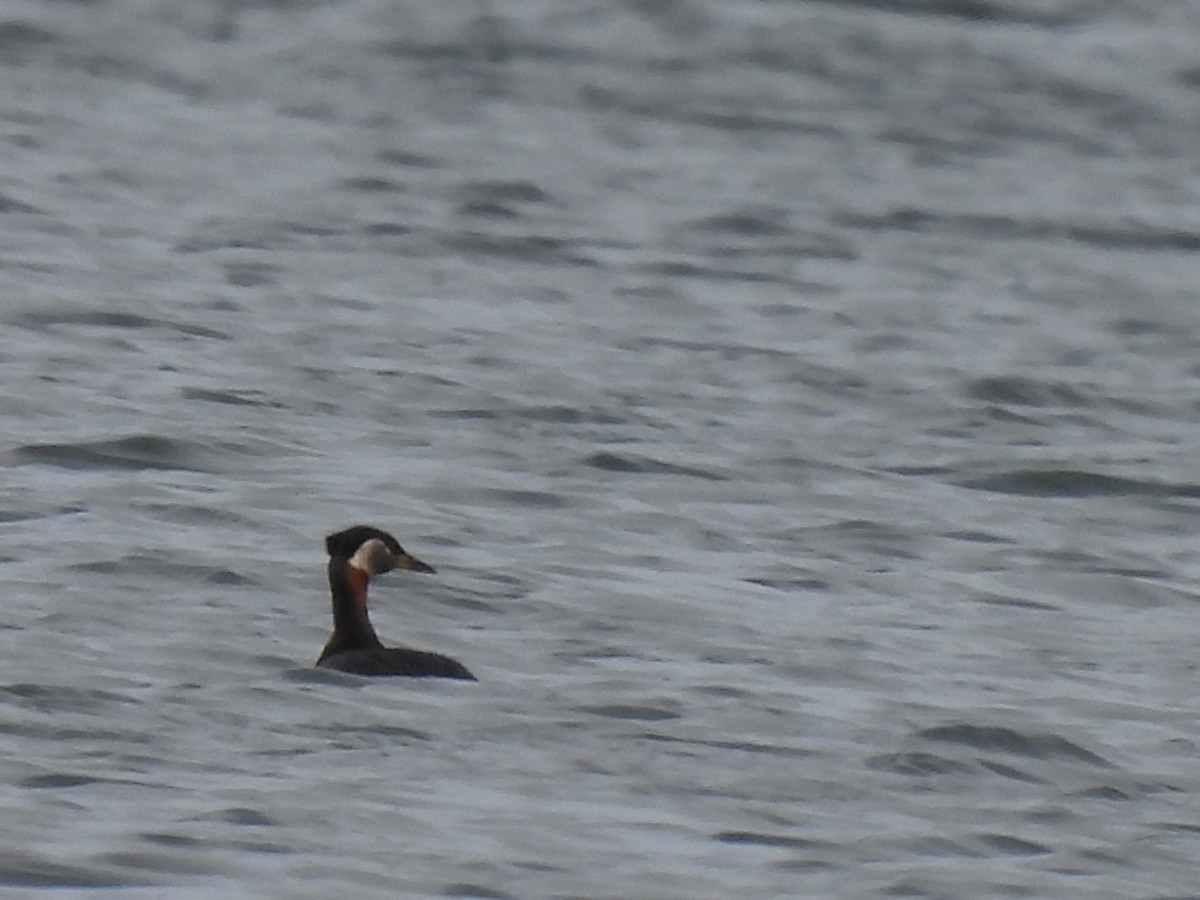 Red-necked Grebe - ML620854500