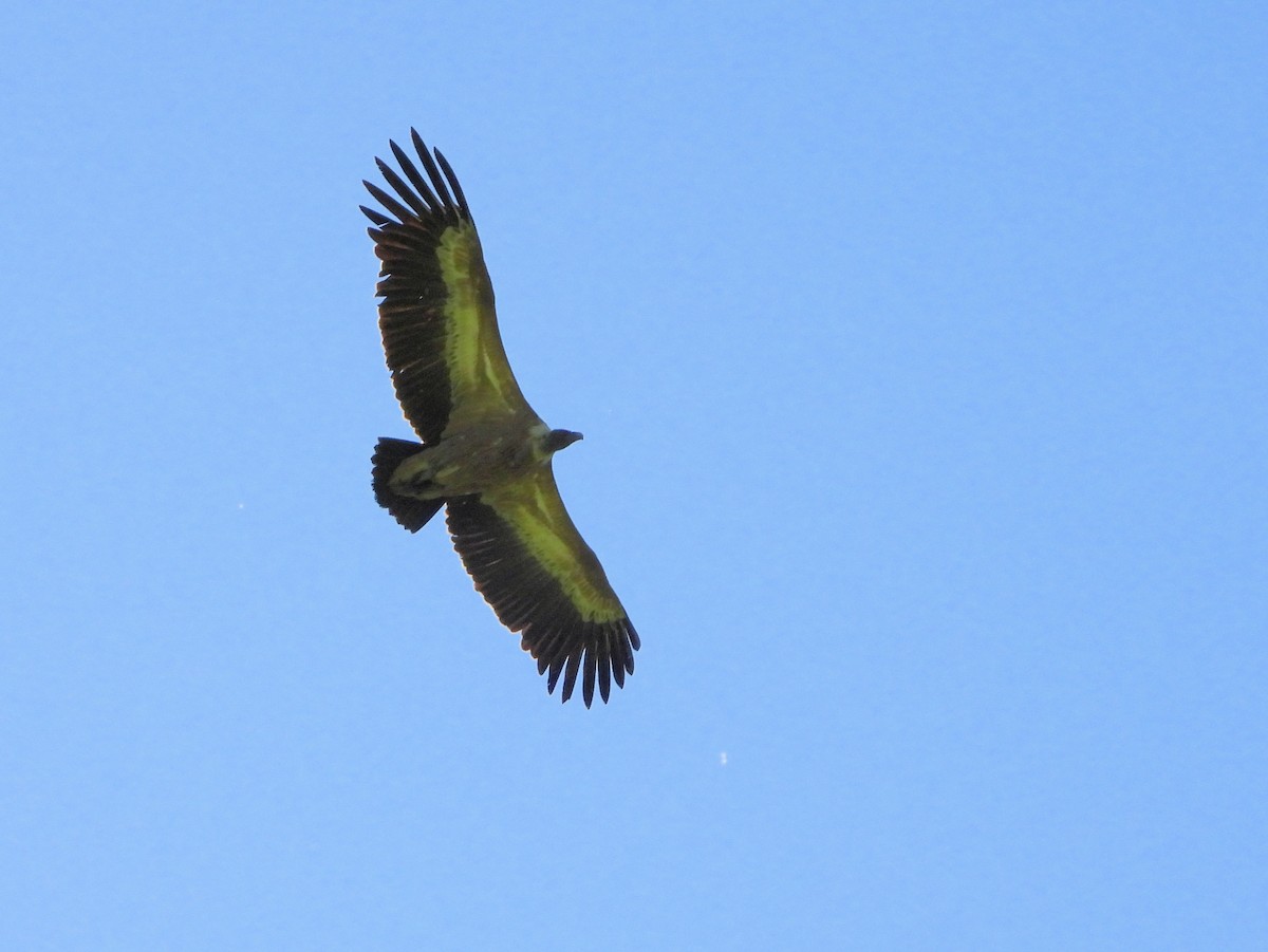 Eurasian Griffon - ML620854501