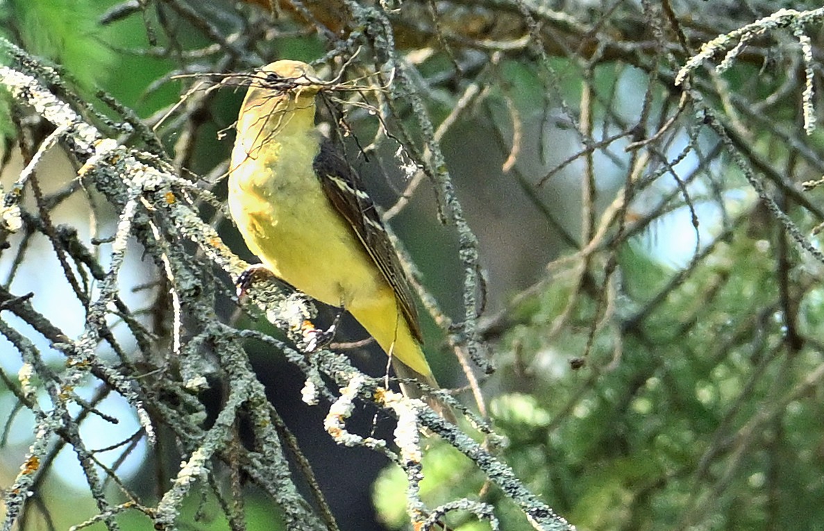 Western Tanager - ML620854502